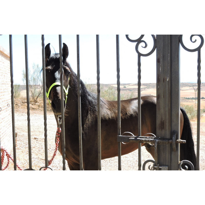 CABALLOS CABALLOS ESPAÑOLES CABALLOS EN VENTA YEGUADA YEGUAS POTROS