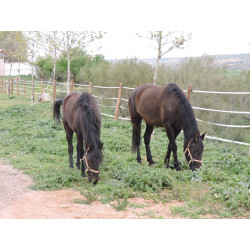 CABALLOS CABALLOS ESPAÑOLES CABALLOS EN VENTA YEGUADA YEGUAS POTROS