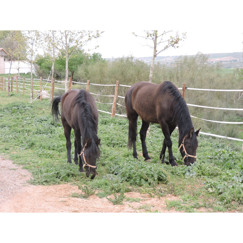 CABALLOS CABALLOS ESPAÑOLES CABALLOS EN VENTA YEGUADA YEGUAS POTROS