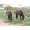 CABALLOS CABALLOS ESPAÑOLES CABALLOS EN VENTA YEGUADA YEGUAS POTROS