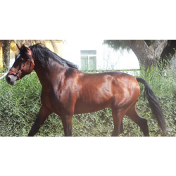 CABALLOS  CABALLOS ESPAÑOLES  CABALLOS EN VENTA  YEGUADA  YEGUAS  POTROS  POTRAS  CABALLOS CDE