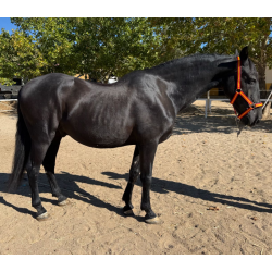 CABALLOS CABALLOS ESPAÑOLES CABALLOS EN VENTA YEGUADA YEGUAS POTROS