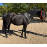 CABALLOS CABALLOS ESPAÑOLES CABALLOS EN VENTA YEGUADA YEGUAS POTROS