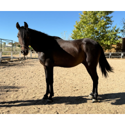 CABALLOS CABALLOS ESPAÑOLES CABALLOS EN VENTA YEGUADA YEGUAS POTROS