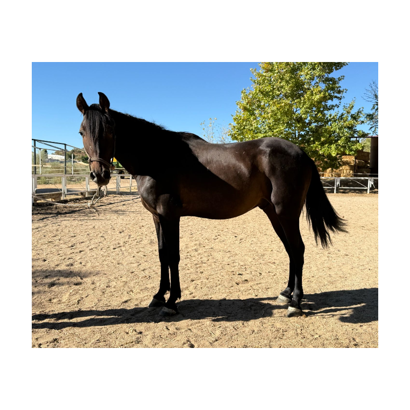 CABALLOS CABALLOS ESPAÑOLES CABALLOS EN VENTA YEGUADA YEGUAS POTROS