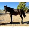 CABALLOS CABALLOS ESPAÑOLES CABALLOS EN VENTA YEGUADA YEGUAS POTROS
