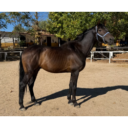 CABALLOS CABALLOS ESPAÑOLES CABALLOS EN VENTA YEGUADA YEGUAS POTROS