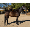 CABALLOS CABALLOS ESPAÑOLES CABALLOS EN VENTA YEGUADA YEGUAS POTROS