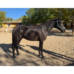 CABALLOS CABALLOS ESPAÑOLES CABALLOS EN VENTA YEGUADA YEGUAS POTROS