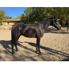 CABALLOS CABALLOS ESPAÑOLES CABALLOS EN VENTA YEGUADA YEGUAS POTROS