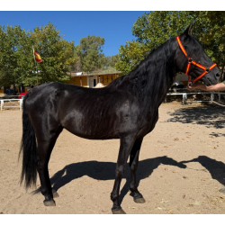 CABALLOS CABALLOS ESPAÑOLES CABALLOS EN VENTA YEGUADA YEGUAS POTROS