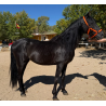 CABALLOS CABALLOS ESPAÑOLES CABALLOS EN VENTA YEGUADA YEGUAS POTROS