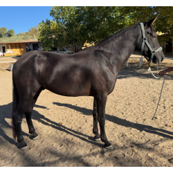 CABALLOS CABALLOS ESPAÑOLES CABALLOS EN VENTA YEGUADA YEGUAS POTROS