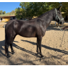 CABALLOS CABALLOS ESPAÑOLES CABALLOS EN VENTA YEGUADA YEGUAS POTROS