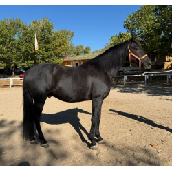 CABALLOS CABALLOS ESPAÑOLES CABALLOS EN VENTA YEGUADA YEGUAS POTROS