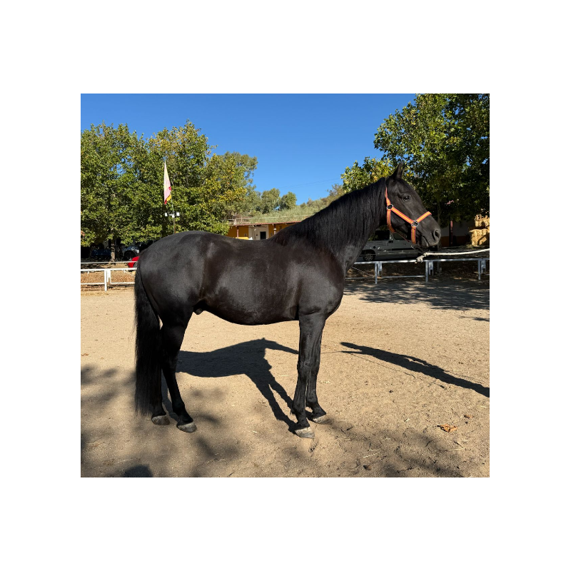 CABALLOS CABALLOS ESPAÑOLES CABALLOS EN VENTA YEGUADA YEGUAS POTROS