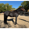 CABALLOS CABALLOS ESPAÑOLES CABALLOS EN VENTA YEGUADA YEGUAS POTROS