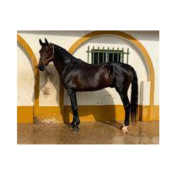 CABALLOS CABALLOS ESPAÑOLES CABALLOS EN VENTA YEGUADA YEGUAS POTROS